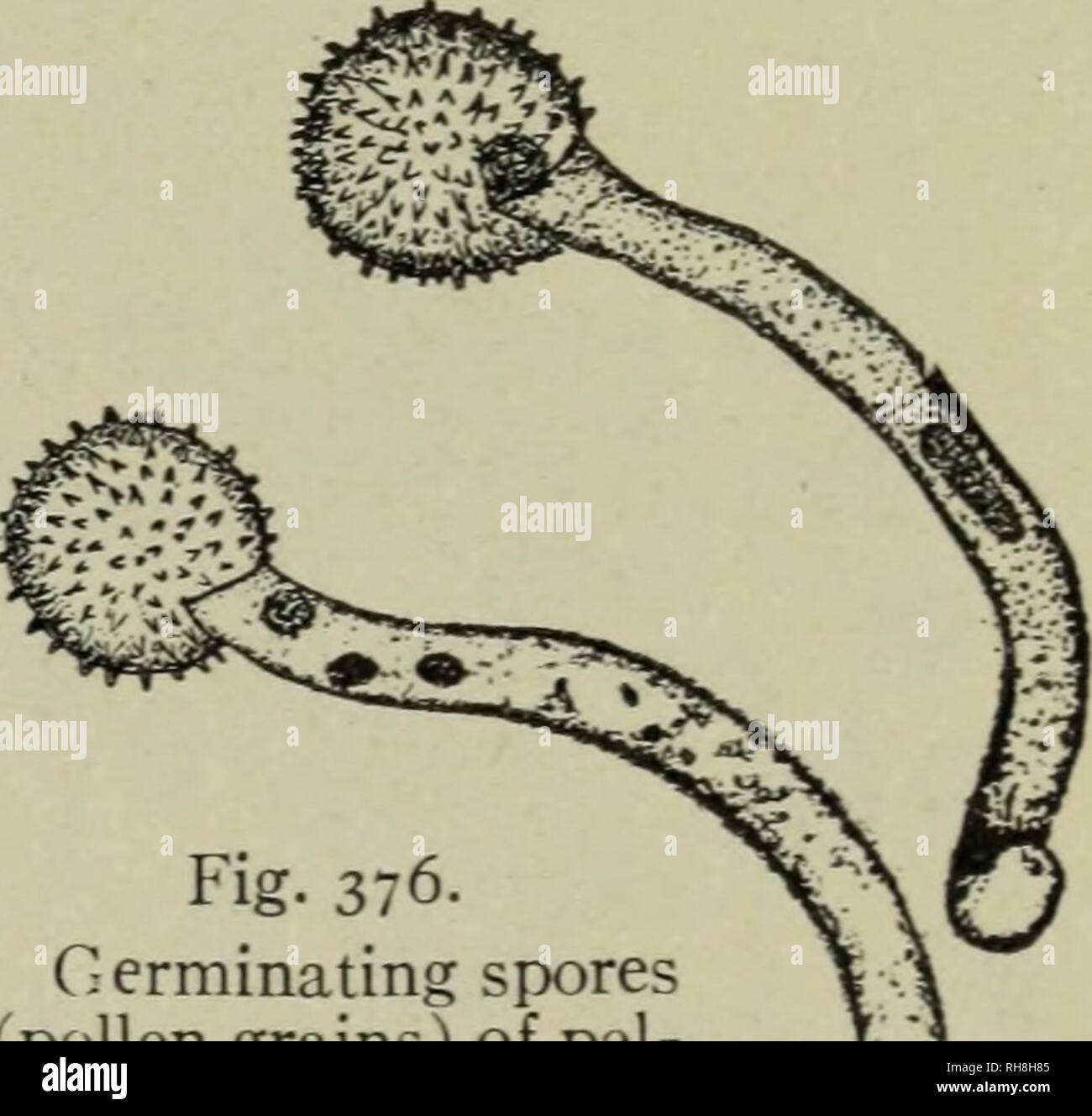 . Botany for high schools. Botany. Fig. 375- Nearly mature pollen grain of tril- lium. The smaller cell is the genera- tive cell. which floats in the tube cell but at first is s:parated by a thin arched cell wall (fig. 375). This is the generative cell or body cell, and was formed on germination of the young microspore by the division of the single nucleus of the microspore before the pollen grain was ripe. After the pollen grain has reached the stigma of the pistil (see Pollination, Chapter XVIII) it germi- nates, producing a tube 'which travels down the style (or in the stylar canal in some  Stock Photo