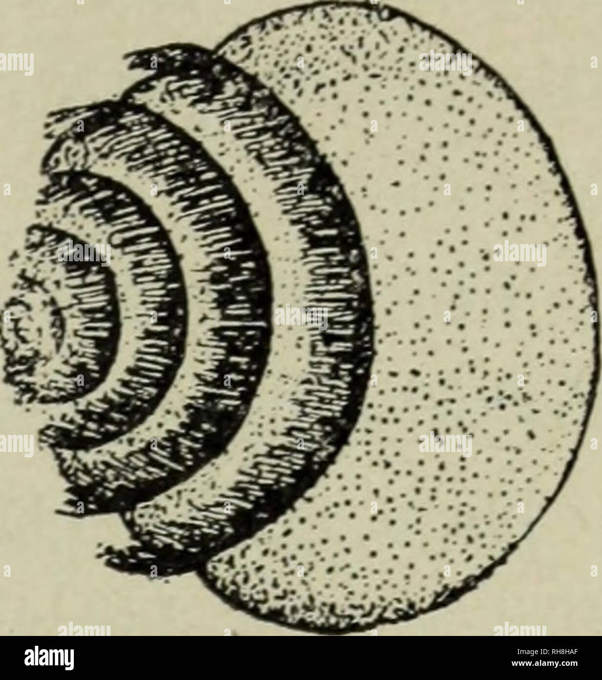 . Botany for high schools. Botany. Fig. 372. Sperms of zamia in pollen tube; pg, pollen grain; an, sperms. (After Webber.) Fig. 373. Sperm of zamia, show- ing spiral row of cilia. (After Webber.) Europe, America, and other countries, as an ornamental tree. It is the sole survivor of a group of plants which were very abundant in geological times. The leaves are triangular, radi- ately veined, and resemble in form the pinnules of the maiden hair fern (Adianfum). The large spore cases form a fleshy fruit, about the size of a plum, with a soft exocarp and a stony endocarp, the meat within being th Stock Photo