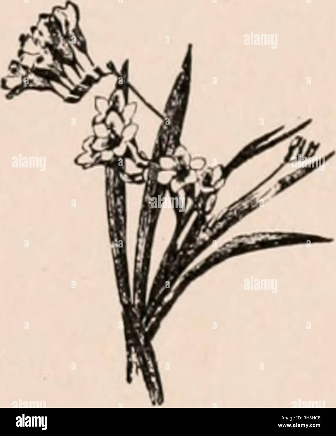 . Botany for secondary schools; a guide to the knowledge of the vegetation of the neighborhood. Plants. IRIS FAMILY 339 winged, often branched: flowers small, usually blue or bluish, soon wither- ing, in terminal 2-5-flowered umbels in a 2-leaved spathe; perianth seg- ments spreading, bristle-pointed: stamens 3, monadelphous; style 1 long; stigmas very slender; ovary 3-celled. S. angustifdlium, Mill. Grassy plants in tufts or clumps: scape 4-12 in., spathe single, sessile: flowers blue to purple, rarely white; petals notched and mucronate. In moist meadows, among grass. Summer. Common. 4. FREf Stock Photo