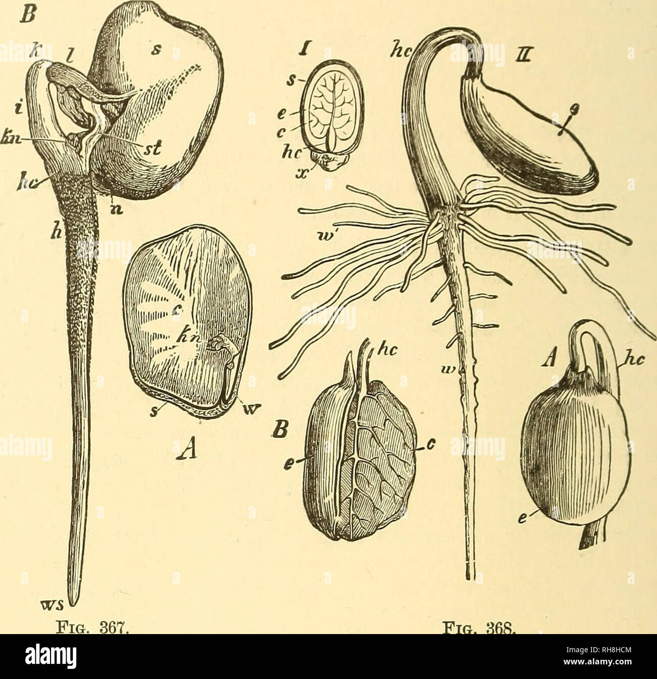. Botany for high schools and colleges. Botany. 474 BOTANY. part such that the veins rarely are parallel to each other, and in their anastomosing they form an irregular net-work. The germination of Dicotyledons may be illustrated by a couple of examples. In the seed of the Windsor Bean (Fig. 367) the embryo entirely fills up the seed-cavity, the endosperm having all been ab- FiGS. 367-8.—Germination of Dicotyledons.. Fig. 368. Fig. ZQ7.— Vicia faba. A, seed with one cotyledon removed ; c, remaining cotyle- don ; kn, the plumule w, the radicle ; s, seed-coat. B. germinating seed ; «, seed- coat Stock Photo
