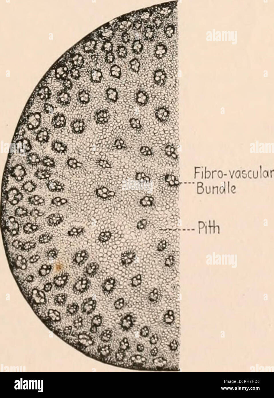 Angiosperm - Vascular Tissue, Flower, Pollination | Britannica