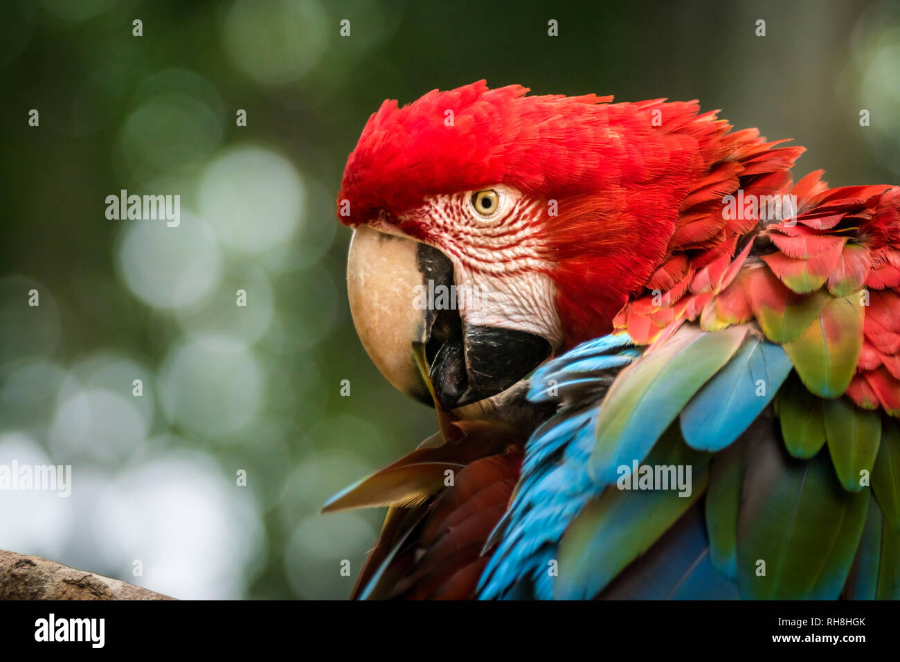 wonderful birds with it's colorful wings Stock Photo