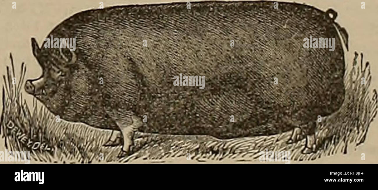 Breeder And Sportsman Horses Fragrant Vanity Fair Superlative And Cloth Of Gold Cigarettes Straight Cut Cigarettes Regal And Noblesse Our Cigarettes Were Never So Fine As Now They Cannot Be Surpassed