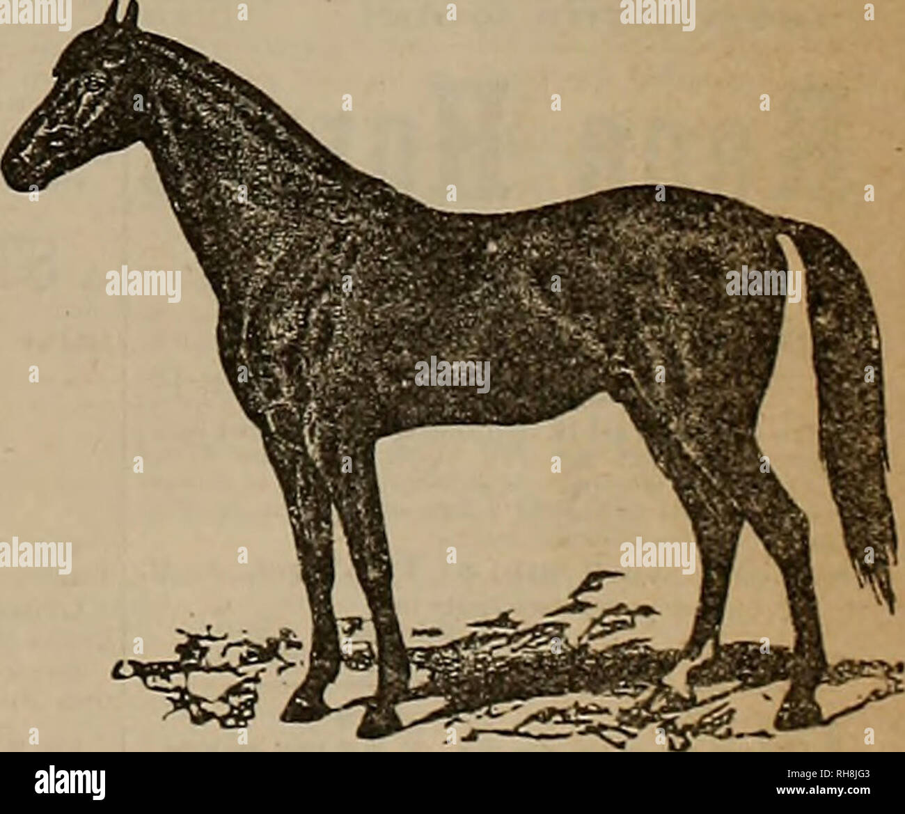 311 / 311 レコード Hambletonian hi-res stock photography and images - Page 7