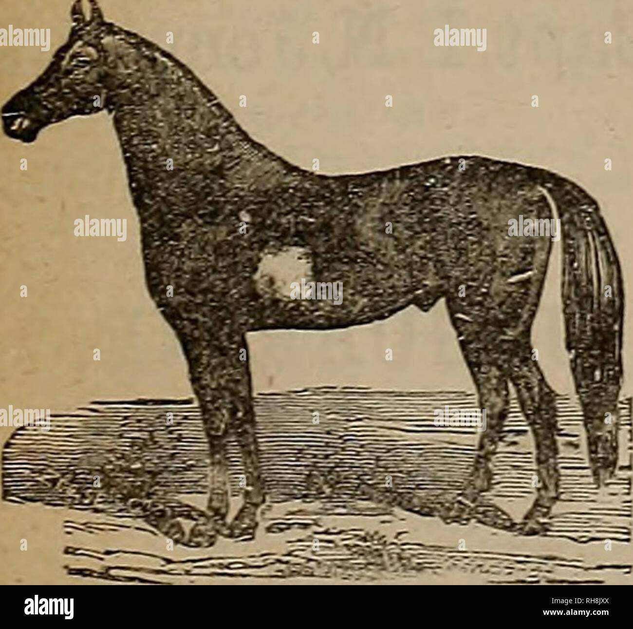 Breeder And Sportsman Horses For Sale Thoroughbreds Of All Ages Enquire Of Henry Walsh Snp T Running Horse Dep T Lldec Palo Alto Stock Farm Shotgun Cartridges The Full Announcement For 17 Till