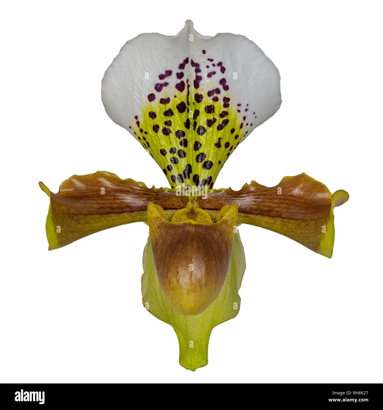 lady slipper orchid orchidaceae Stock Photo