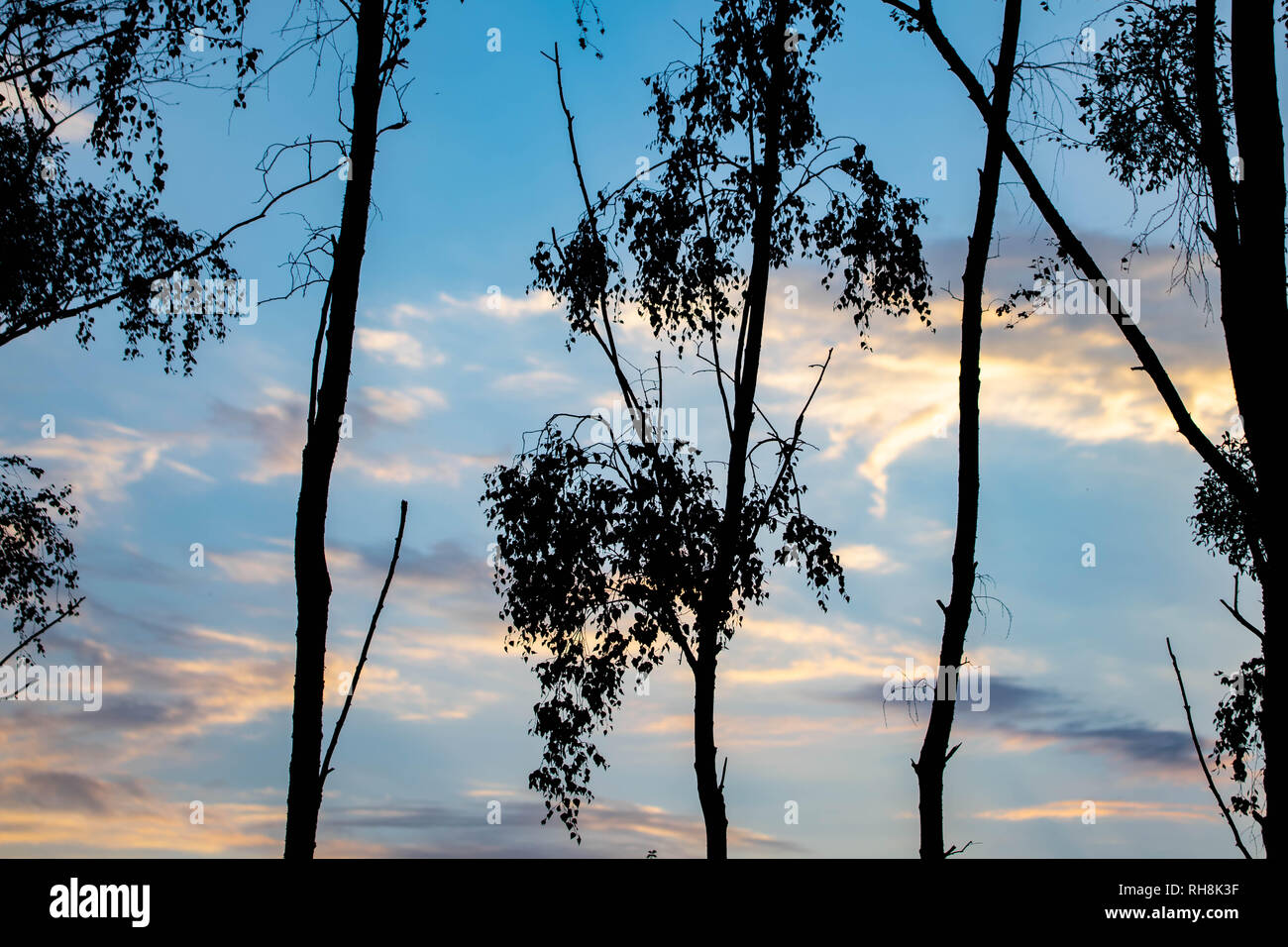 Trees on a background of blue sky with clouds lit by the setting sun ...