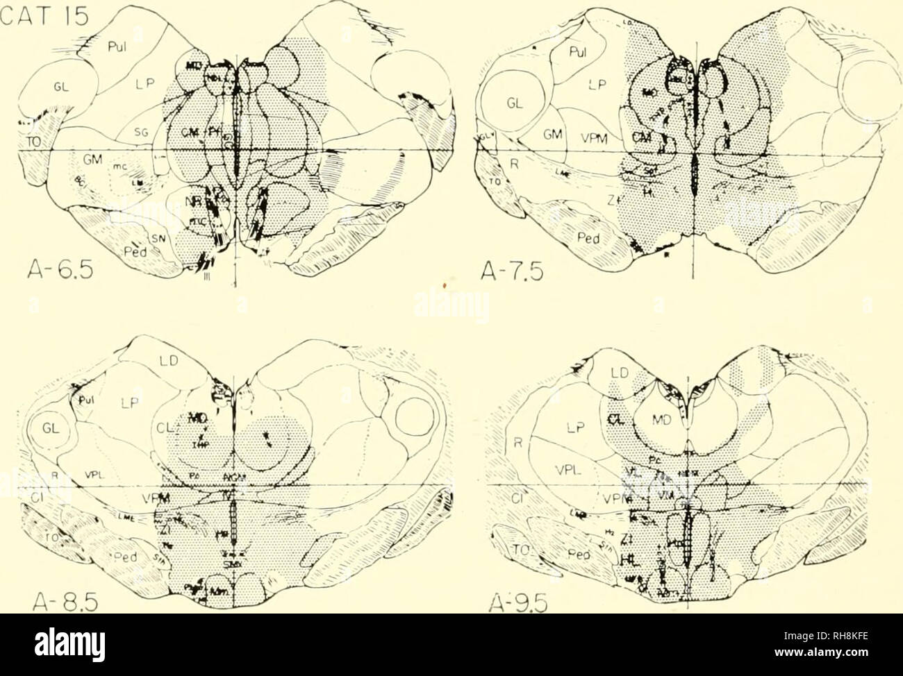A Brain System That Appears To >> Brain Mechanisms And Learning A Symposium Psychophysiology A Brain System That Appears To >> Brain Mechanisms And Learning A Symposium Psychophysiology