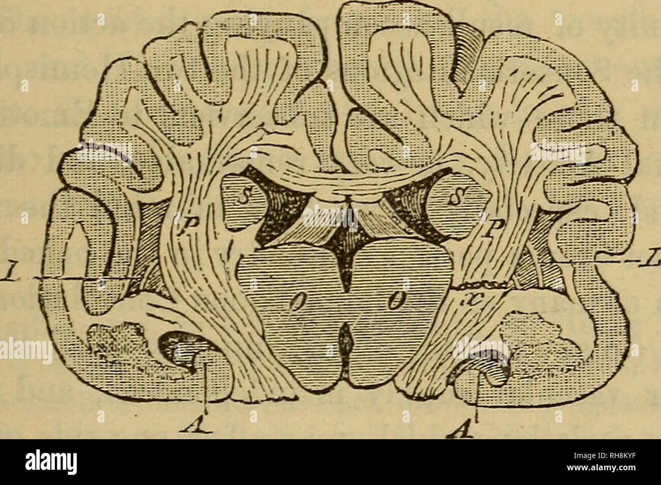 Cerebral peduncle hi-res stock photography and images - Alamy