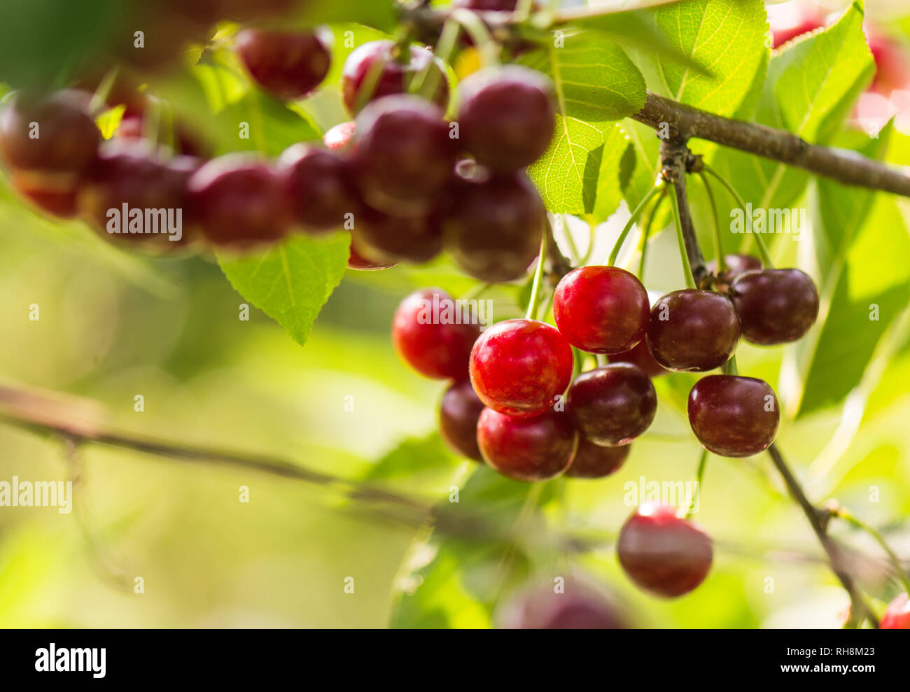 Cherries on a branch in the orchard Stock Photo - Alamy