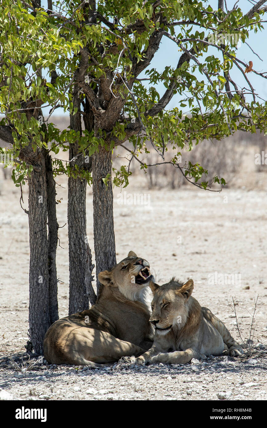 Two African lionesses (Panthera leo) resting in the shade of a mopane tree in a very dry Etosha.  One has her mouth open in a yawn. Stock Photo