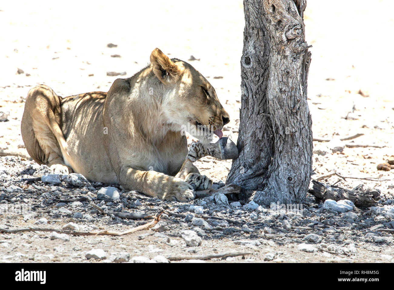 African lioness (Panthera leo) resting in the shade of a mopani tree, and licking a zebra leg, in a very dry Etosha. Stock Photo
