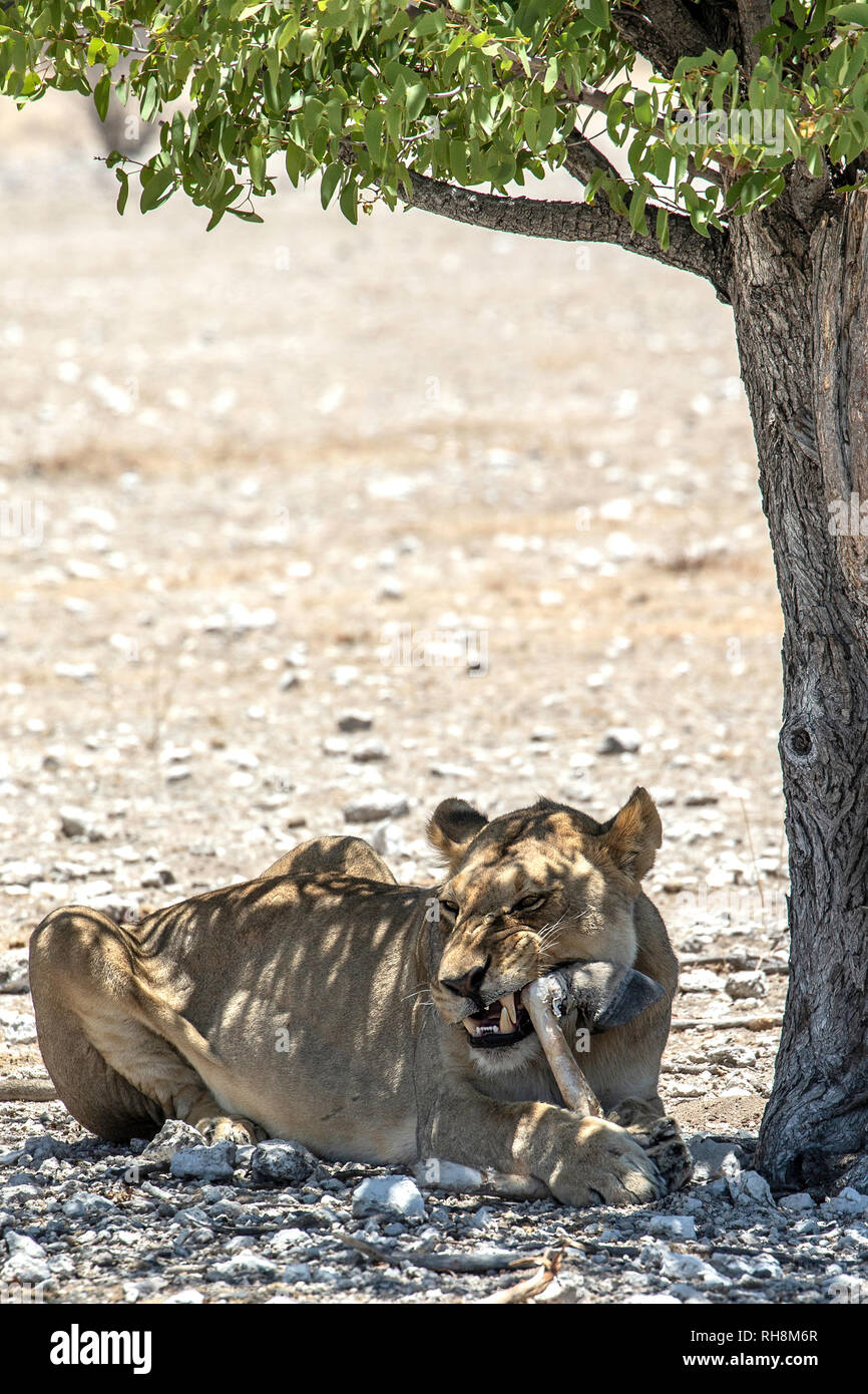 African lioness (Panthera leo) resting in the shade of a mopani tree, and chewing a zebra leg, in a very dry Etosha. Stock Photo