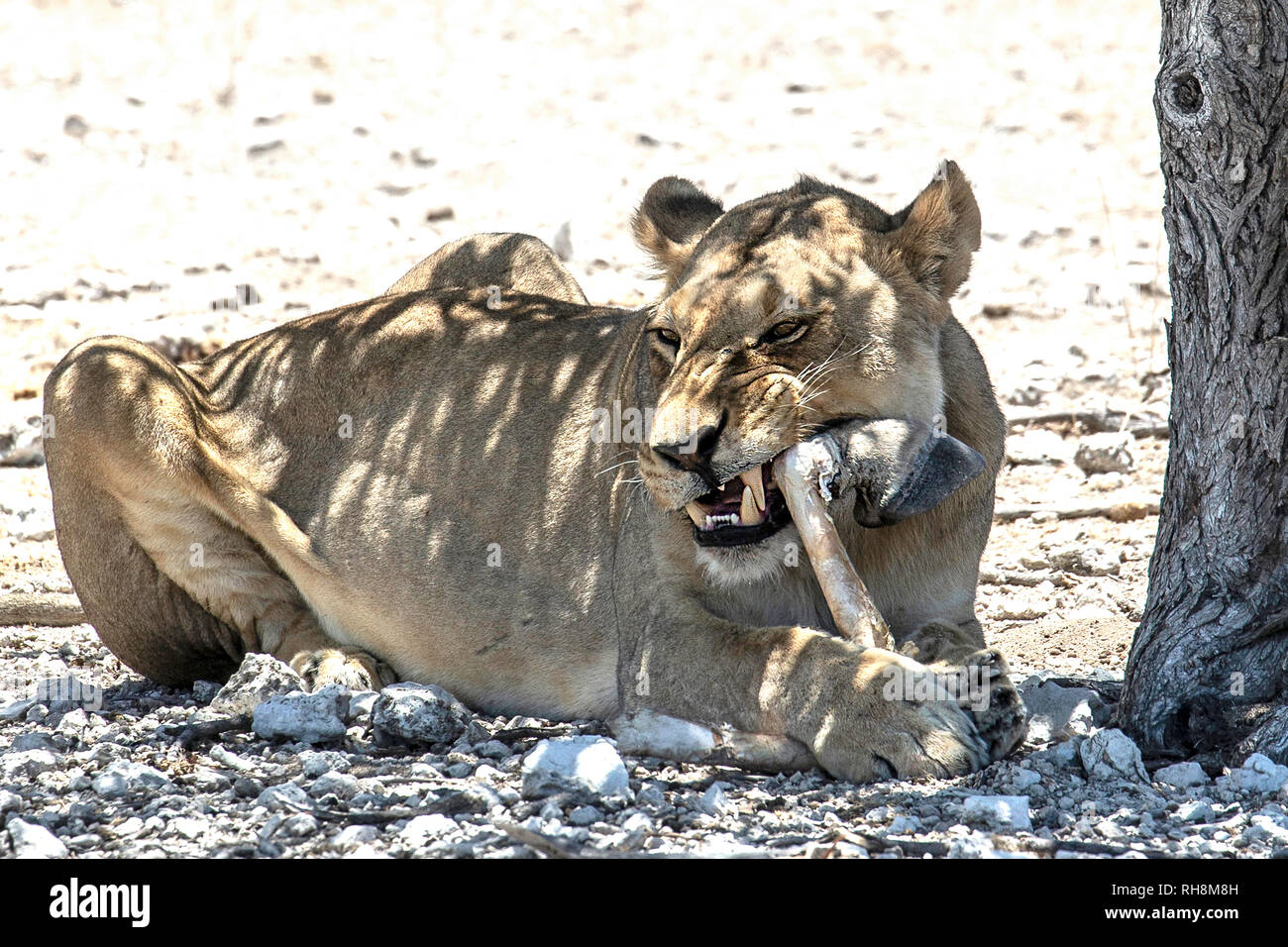 African lioness (Panthera leo) resting in the shade of a mopani tree, and chewing a zebra leg, in a very dry Etosha. Stock Photo