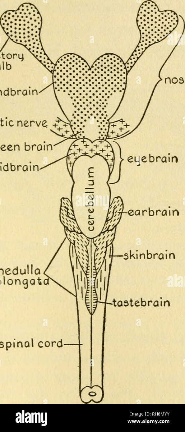 Page 2 Brain Olfactory Bulb High Resolution Stock Photography And Images Alamy