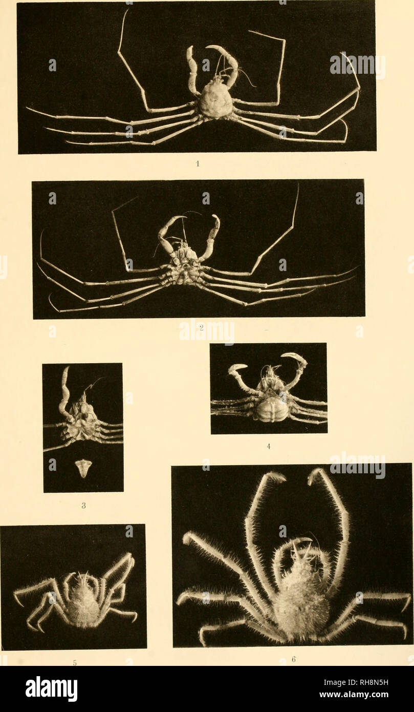 . Brachyura. Crabs. DEUTSCHE TIEFSEE-EXPEDITION L898-99. Bd.a. DOFLEIN l'.KACHYURA. TAF. XXIV.. Fli vsachcn us t /&lt; murus And ii Fig.1-4.)Pleistacantha moseleyi Miers Stadium I*K Fig.j*6.) Fhatogravure Bruckmam.. Please note that these images are extracted from scanned page images that may have been digitally enhanced for readability - coloration and appearance of these illustrations may not perfectly resemble the original work.. Doflein, Franz, 1873-1924. Jena, G. Fischer Stock Photo