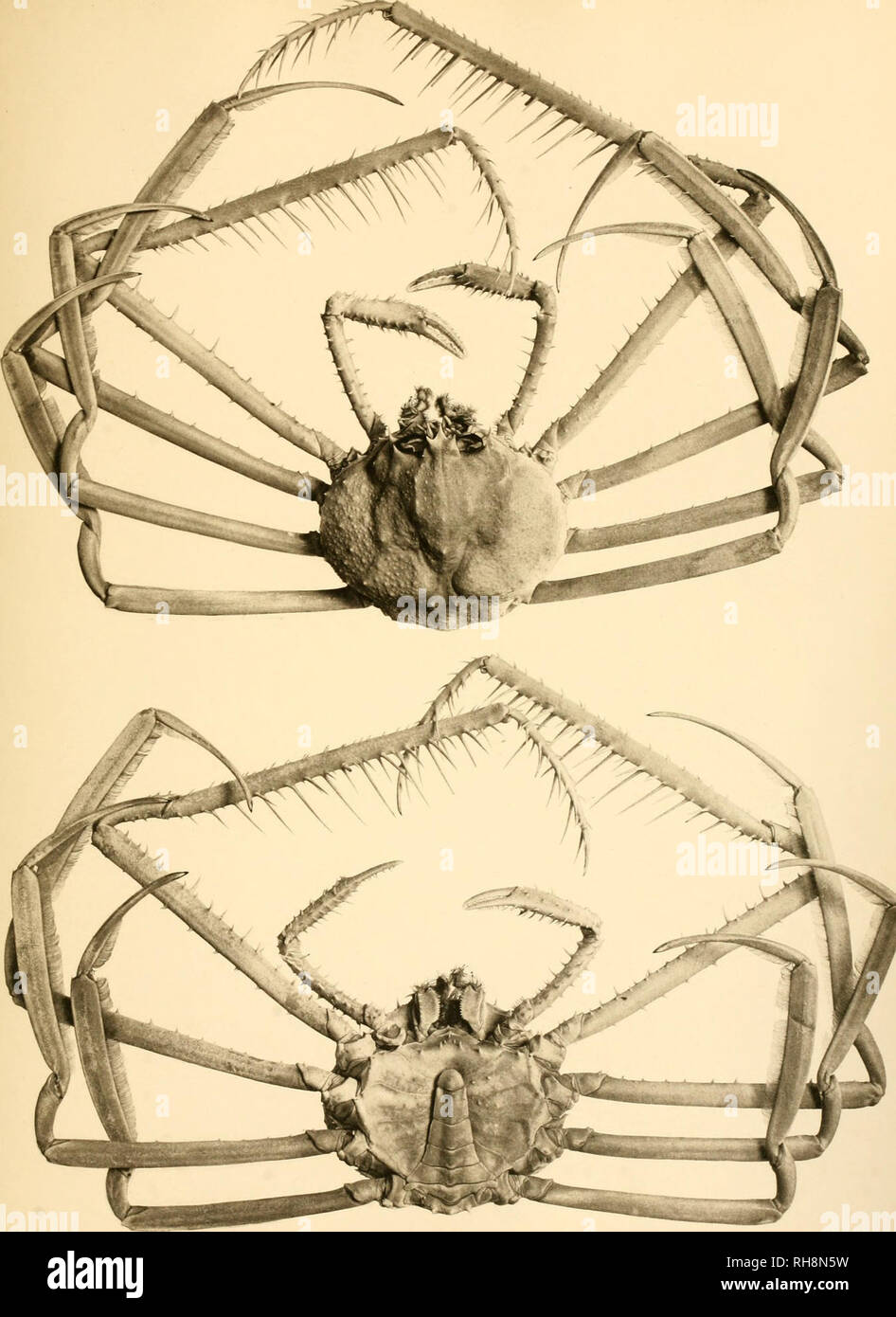 . Brachyura. Crabs. DEUTSCHE TIEFSEE-EXPEDITION 1898-99- Bd.VI. DOFLETN: BRACHYURA. TAF.XXHI.. Flatymaia rvyville-th.omsoni Miers.L Stadium VH. Jena Photogravure Btü. Please note that these images are extracted from scanned page images that may have been digitally enhanced for readability - coloration and appearance of these illustrations may not perfectly resemble the original work.. Doflein, Franz, 1873-1924. Jena, G. Fischer Stock Photo