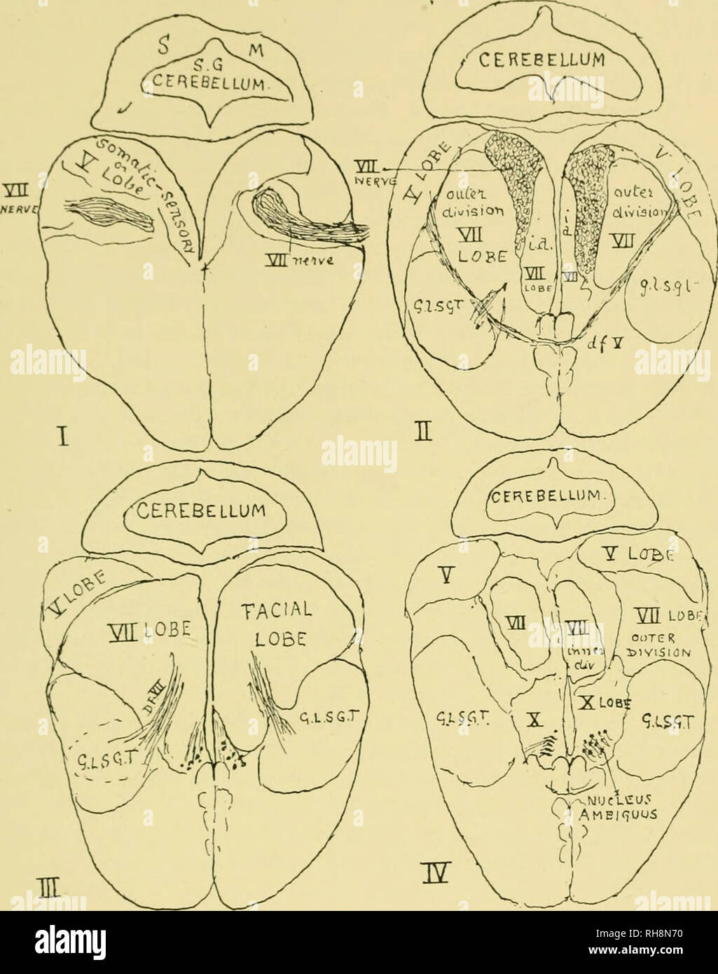 . Brain and body of fish; a study of brain pattern in relation to hunting and feeding in fish. Fishes -- Anatomy; Nervous system -- Fishes; Brain. THE COD FMIILY 111 PLATE 22.. Four transverse sections of the medulla oblongata of the Rockling. I.—The most anterior shows the large facial nerves passing madially to enter (in II) the facial lobes which are separated thereby into inner and outer divisions ; in III their descending fibres are seen entering the great lateral secondary gustatory tracts (G.L.S.G.T.). In IV the vagal lobes (X) appear and the nuclei ambigui.. Please note that these imag Stock Photo