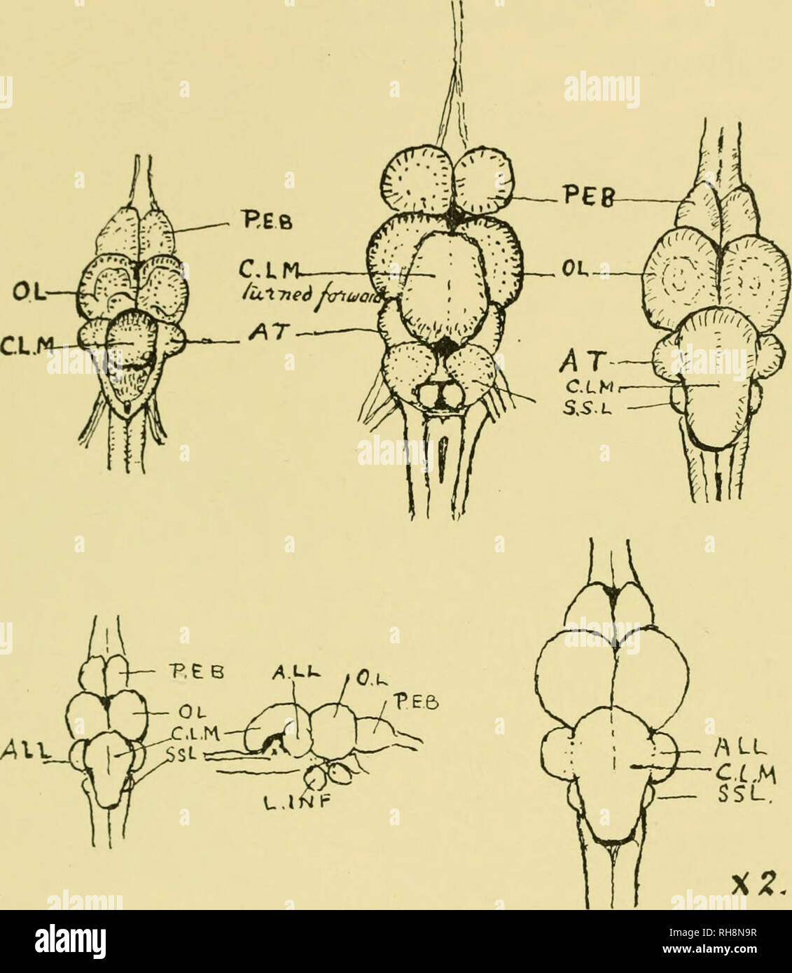 . Brain and body of fish; a study of brain pattern in relation to