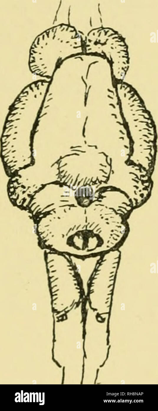 . Brain and body of fish; a study of brain pattern in relation to ...