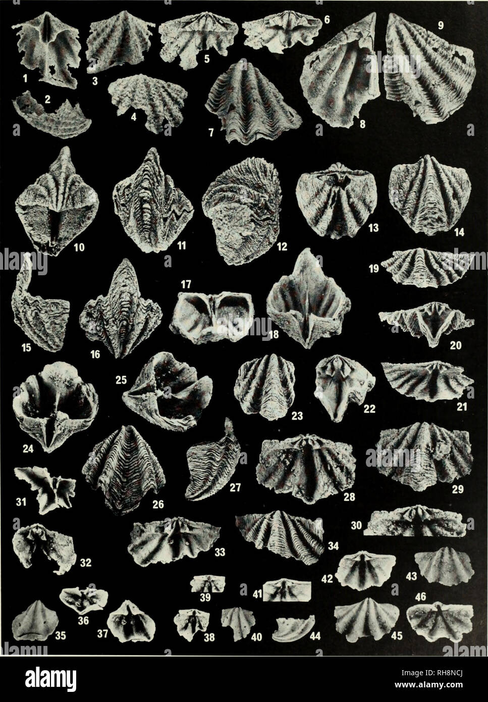 . Brachiopoda and biostratigraphy of the Silurian-Devonian Delorme Formation in the District of Mackenzie, the Yukon. Brachiopoda, Fossil; Paleontology; Paleontology; Paleontology. 239. Please note that these images are extracted from scanned page images that may have been digitally enhanced for readability - coloration and appearance of these illustrations may not perfectly resemble the original work.. Perry, David G. (David George), 1947-; Royal Ontario Museum. Toronto : Royal Ontario Museum Stock Photo