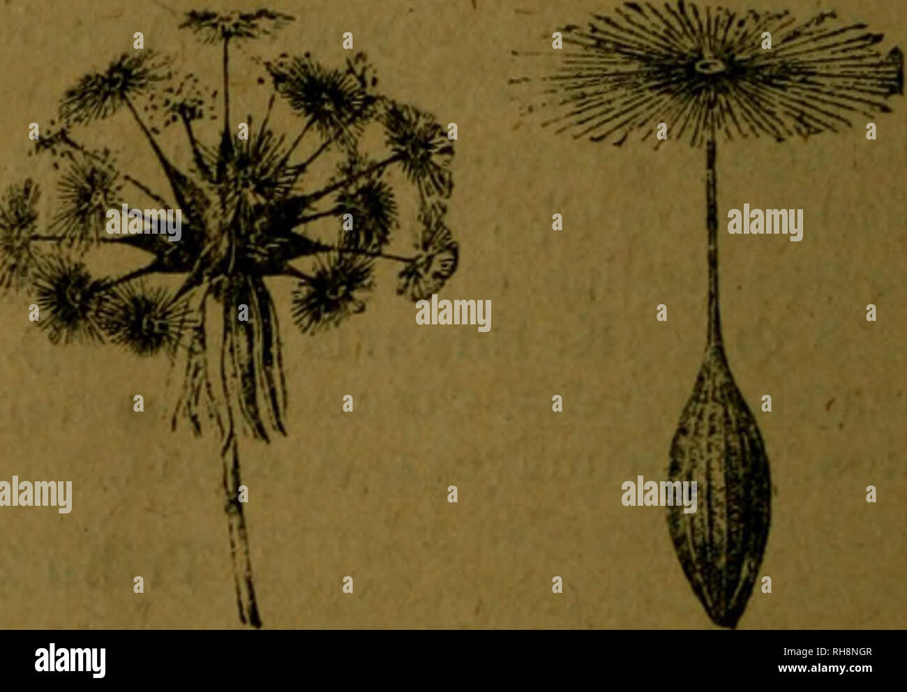 . Botánica descriptiva. Compendio de la flora española. Estudio de las plantas que viven espontáneamente en España y de las más frecuentemente cultivadas que tienen aplicaciones en medicina, agricultura, industria y horticultura. Plants. Kig. 097,— Taraxacum Dens-leonis. Please note that these images are extracted from scanned page images that may have been digitally enhanced for readability - coloration and appearance of these illustrations may not perfectly resemble the original work.. Lázaro é Ibiza, Blas, 1858-1921. Madrid, Imprenta Clásica Expañola Stock Photo