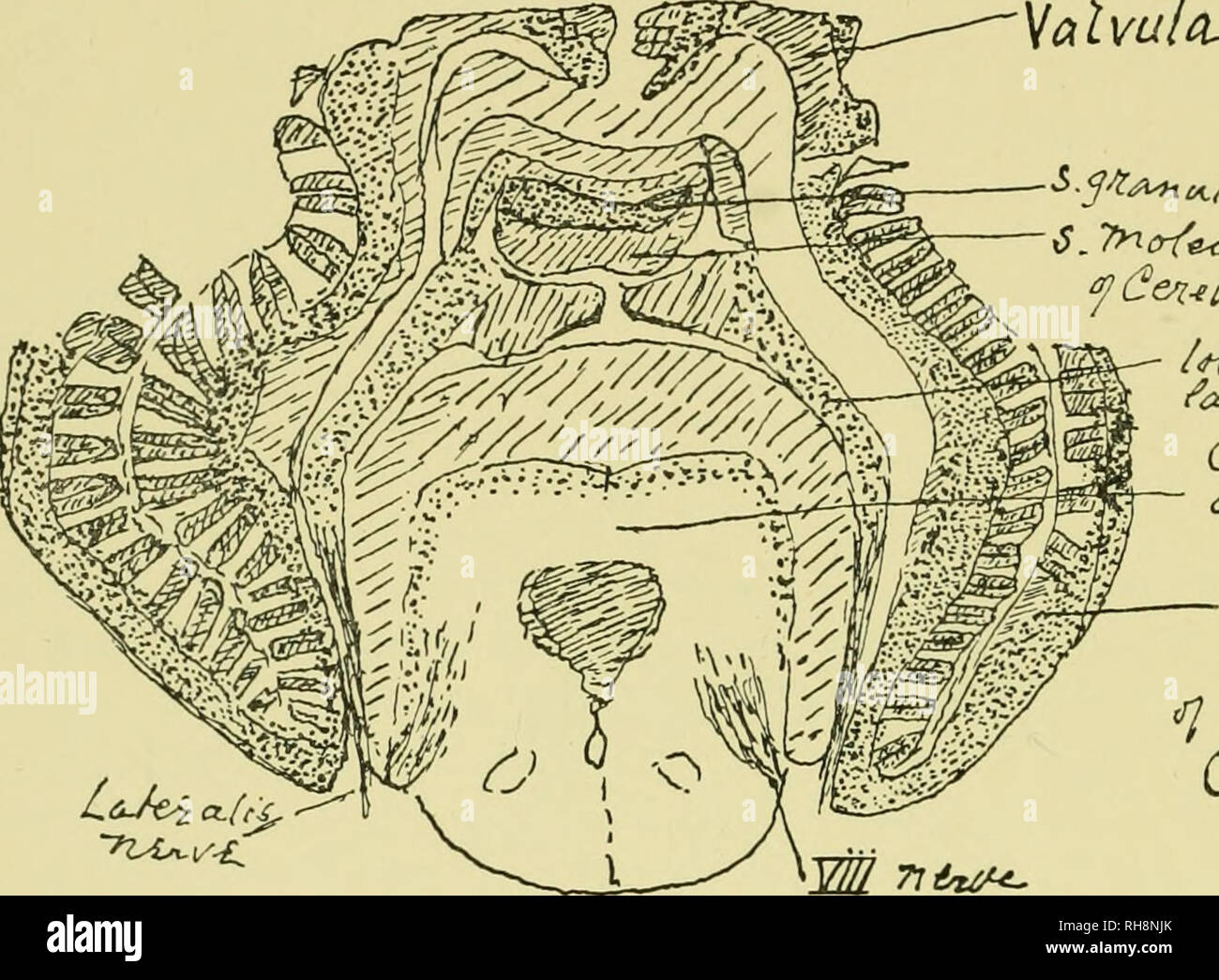 . Brain and body of fish; a study of brain pattern in relation to ...