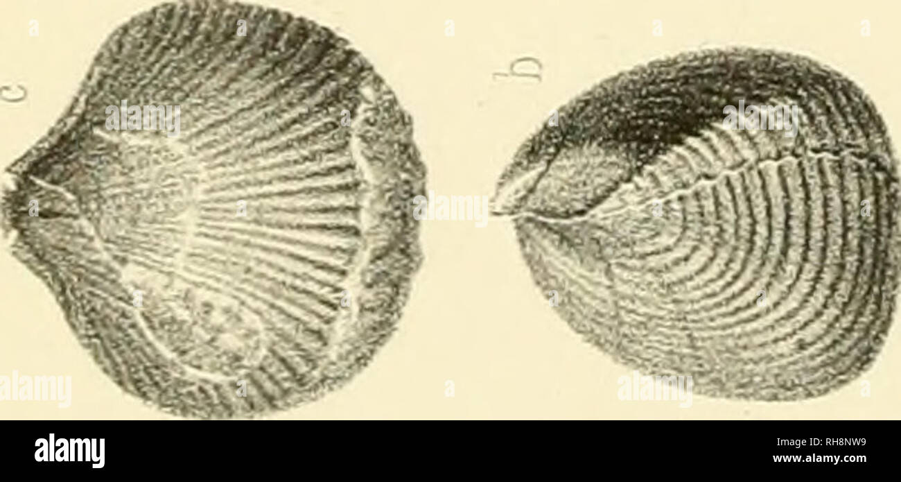Brachiopodes A C Tudes Locales Brachiopoda Fossil Paleontology Paleontology 3 C2 Co Pc P A 1a A C Quot F A F Please Note That These Images Are Extracted From Scanned Page