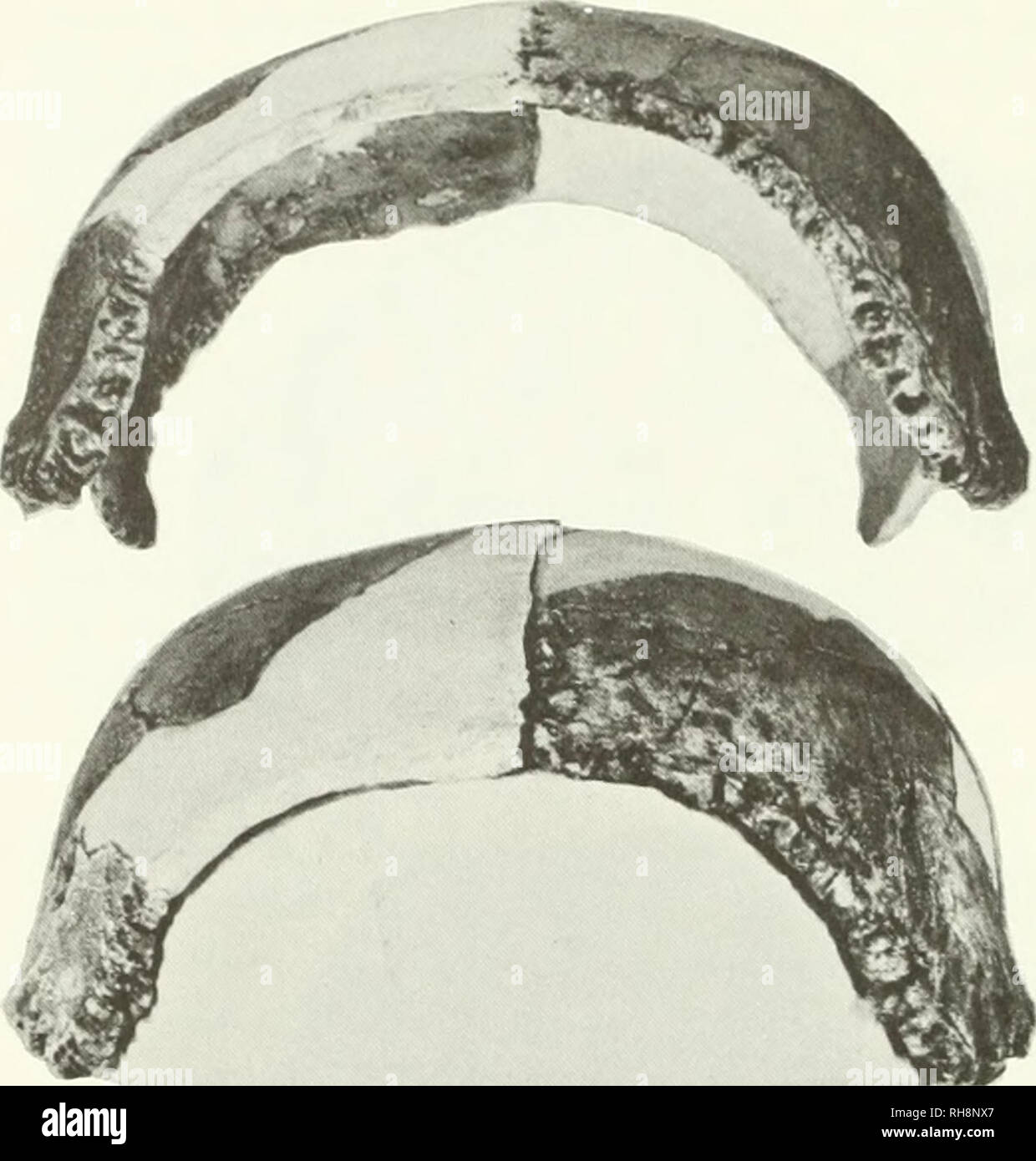 . The brain in hominid evolution. Human evolution; Brain; Fossil