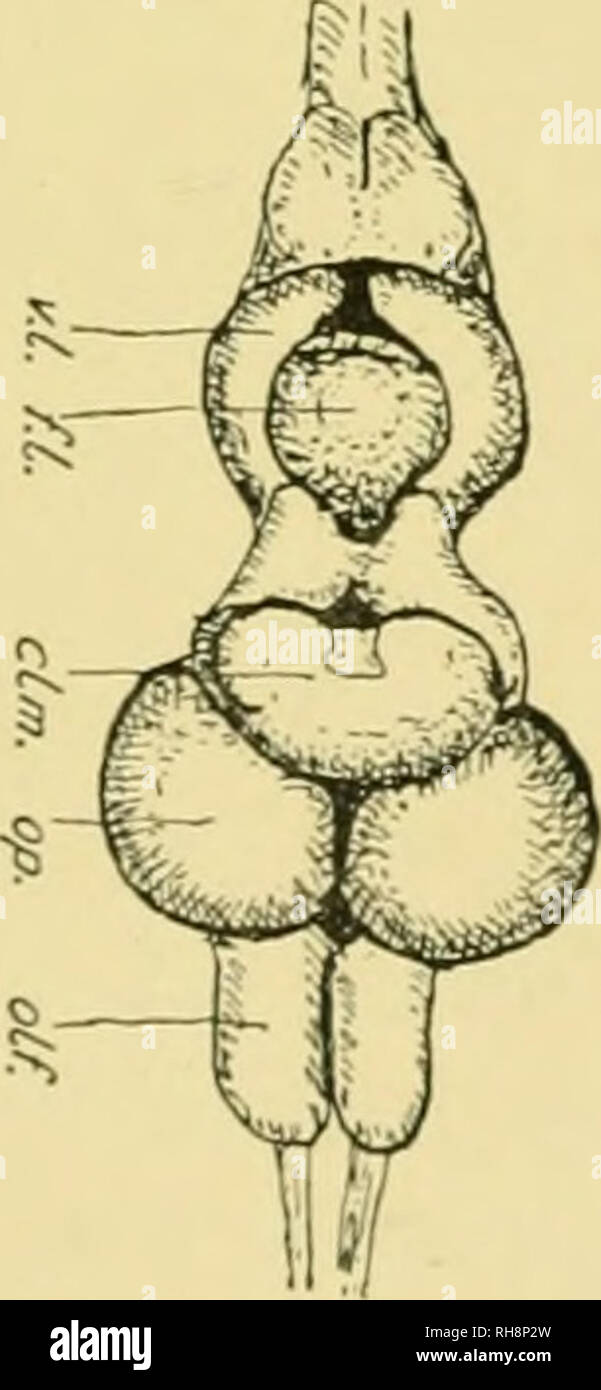 . Brain and body of fish; a study of brain pattern in relation to ...