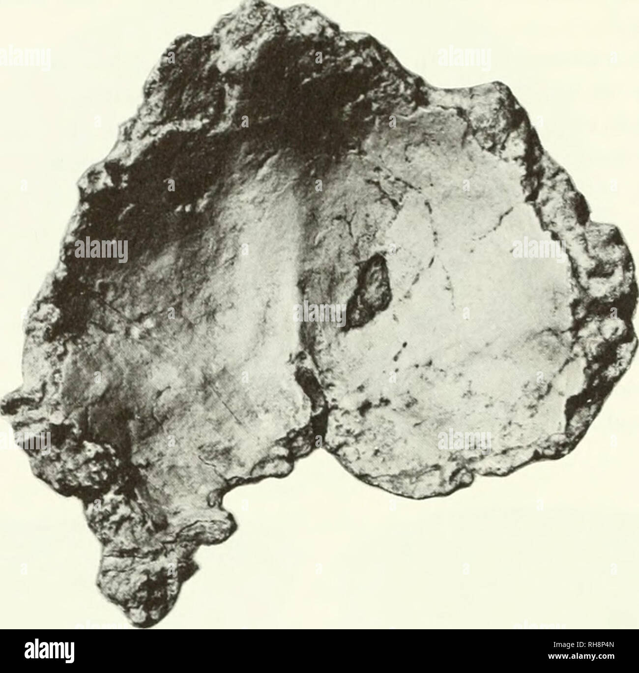 . The brain in hominid evolution. Human evolution; Brain; Fossil