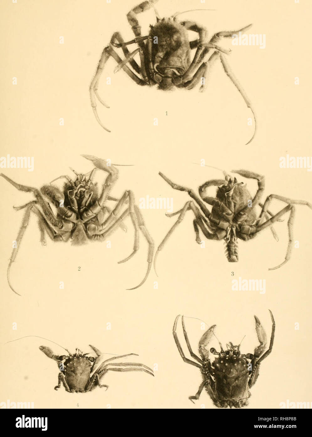 . Brachyura. Crabs. DEUTSCHE TIEFSEE -EXPEDITION L898-99- Mm. DOFLETN: BRACHYURA.. Homolodromia bouvieri n.sp. Fig.i j. Homola barbata var. orientalis Hend. Fig.4&amp;j.. Please note that these images are extracted from scanned page images that may have been digitally enhanced for readability - coloration and appearance of these illustrations may not perfectly resemble the original work.. Doflein, Franz, 1873-1924. Jena, G. Fischer Stock Photo