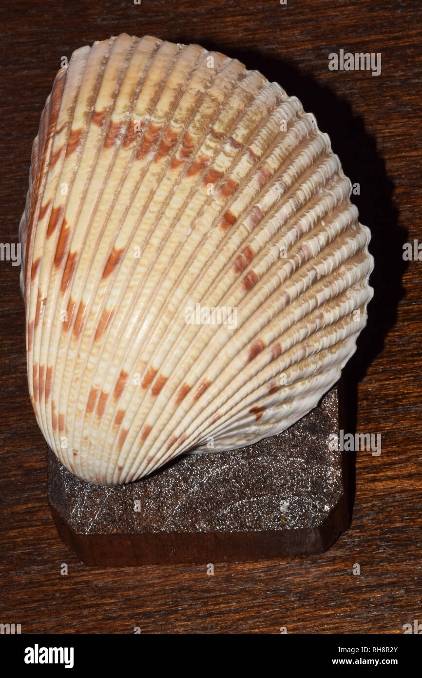 Ivory Colored Seashell with Pattern on Dark Wooden Background Stock Photo