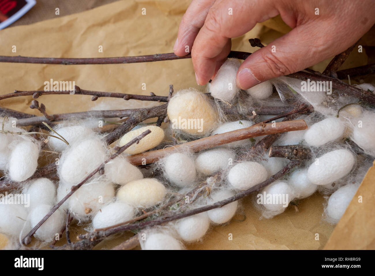 white silkworm cocoons shell, a source of silk thread and silk. Stock Photo