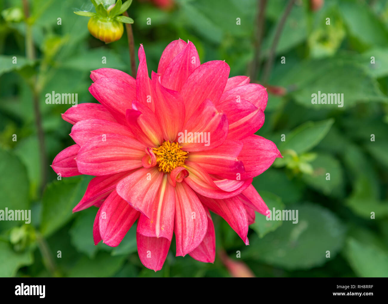 Bright pink flower with yellow centre hires stock photography and