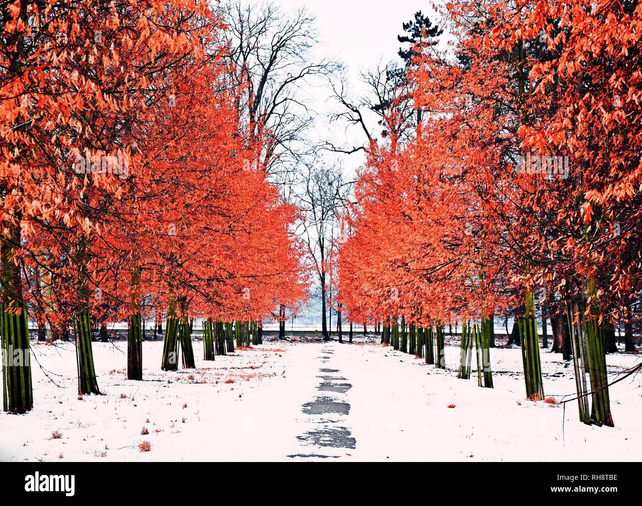 Red Leaves Colorful Winter Scene Path Stock Photo