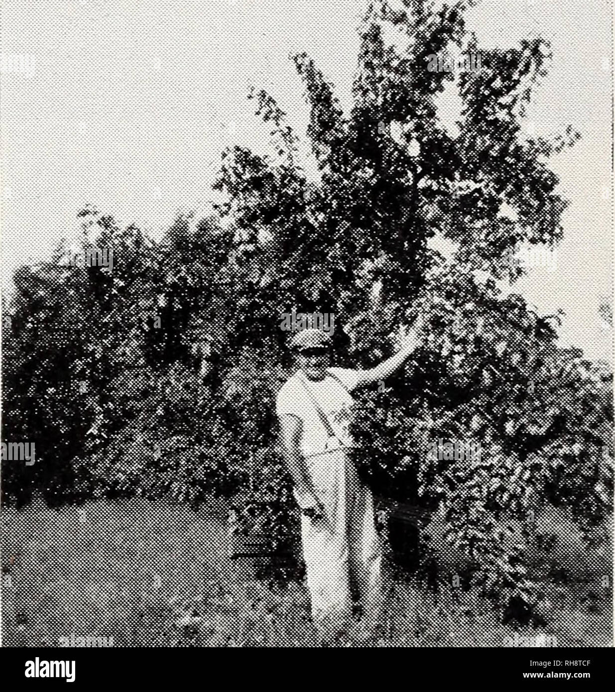 . Bountiful Ridge Nurseries : our complete catalog and planting guide for fall 1948 and spring 1949. Nurseries (Horticulture) Catalogs; Fruit Catalogs; Fruit trees Catalogs; Trees Catalogs; Asparagus Catalogs. The New DEVOE PEAR (Plant rat. 728) A Fine New Pear With Rich Appearance, Large Size, Early Bearing Habits. Long Keeper, Fine Quality, Disease Resistant and Heavy Cropper. It is rare to find a new fruit whicli has created the interest and enthusiam accorded the announcement of the New Devoe Pear. Fruit growers who saw the fruit last fall and winter were loud in praise of its qualities an Stock Photo