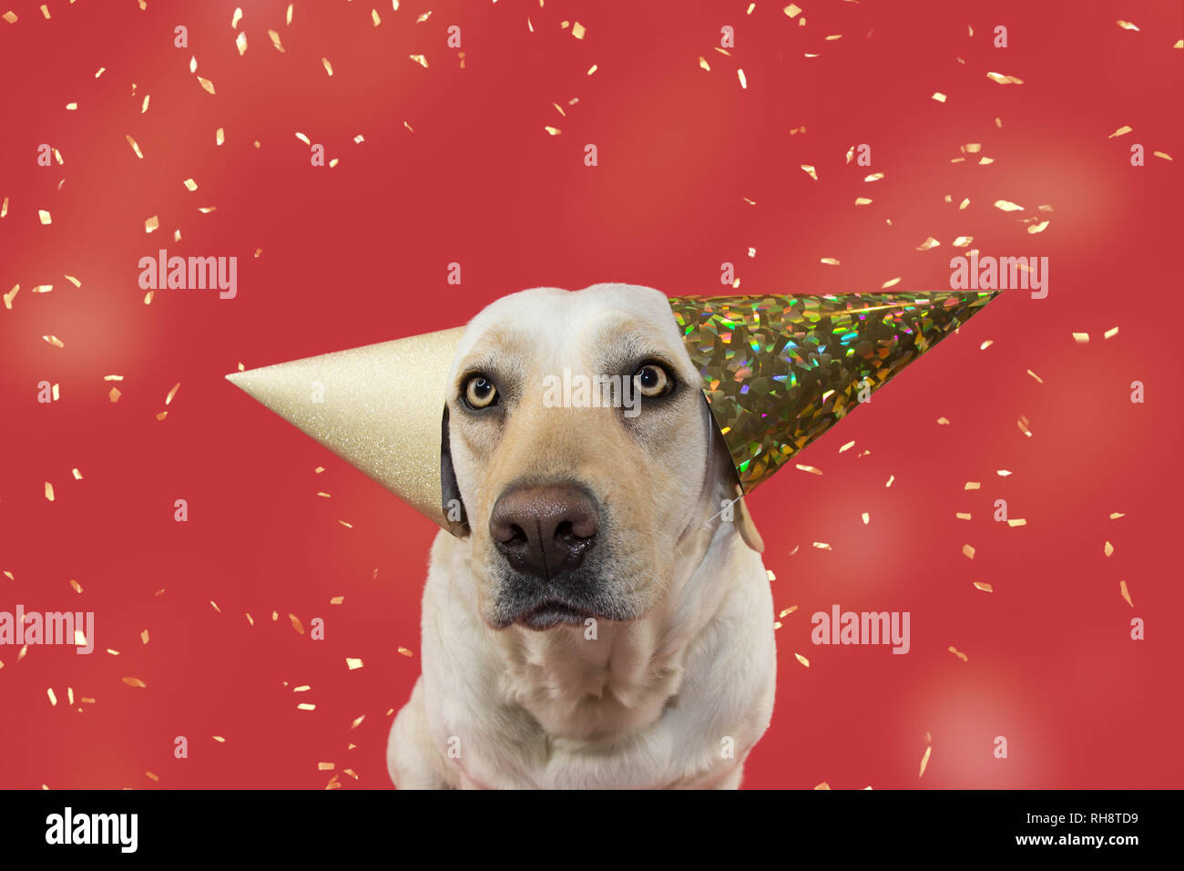 mardi gras golden retriever