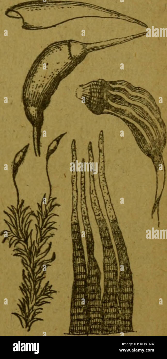 . Botánica descriptiva. Compendio de la flora española. Estudio de las plantas que viven espontáneamente en España y de las más frecuentemente cultivadas que tienen aplicaciones en medicina, agricultura, industria y horticultura. Plants. CAMPY'.OFUS 509. vio corto; dioico, con flores (^&quot; muy numerosas en las axilas; cápsula oblicua y opérculo con pico corto. O. 2.529. F. rivularis ^//-«.—Céspedes flojos, verde-obscuros; hojas ente- ras, con margen grueso y ancho, nerviada hasta la cima; monoica, con las flores (^ axilares; esporogonio elipsoideo, con opérculo cónico y picudo. O. y E. 2.53 Stock Photo