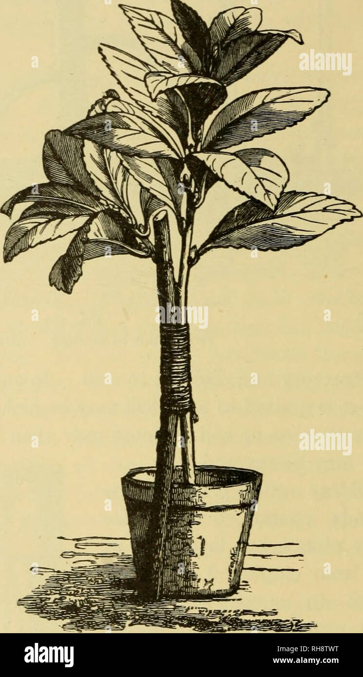. Botany of the living plant. Botany; Plants. 25o BOTANY OF THE LIVING