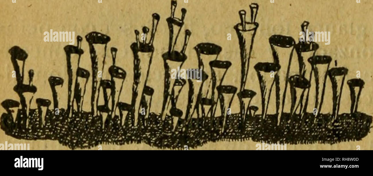 . Botánica descriptiva. Compendio de la flora española. Estudio de las plantas que viven espontáneamente en España y de las más frecuentemente cultivadas que tienen aplicaciones en medicina, agricultura, industria y horticultura. Plants. 406 LÍQUENKS SU parte superior de un polvillo parecido al azufre; cúpula erguida, festona- do-dentada; apotecios color de cochinilla. Montañas de casi toda la Península. 2.168, Cl. cariosa Ach.—Talo primario de escamitas, redondeadas o la- ciniadas, oliváceo-glaucescentes, blancas por debajo; podecios poco alarga- dos, robustos, terminados por apotecios genera Stock Photo