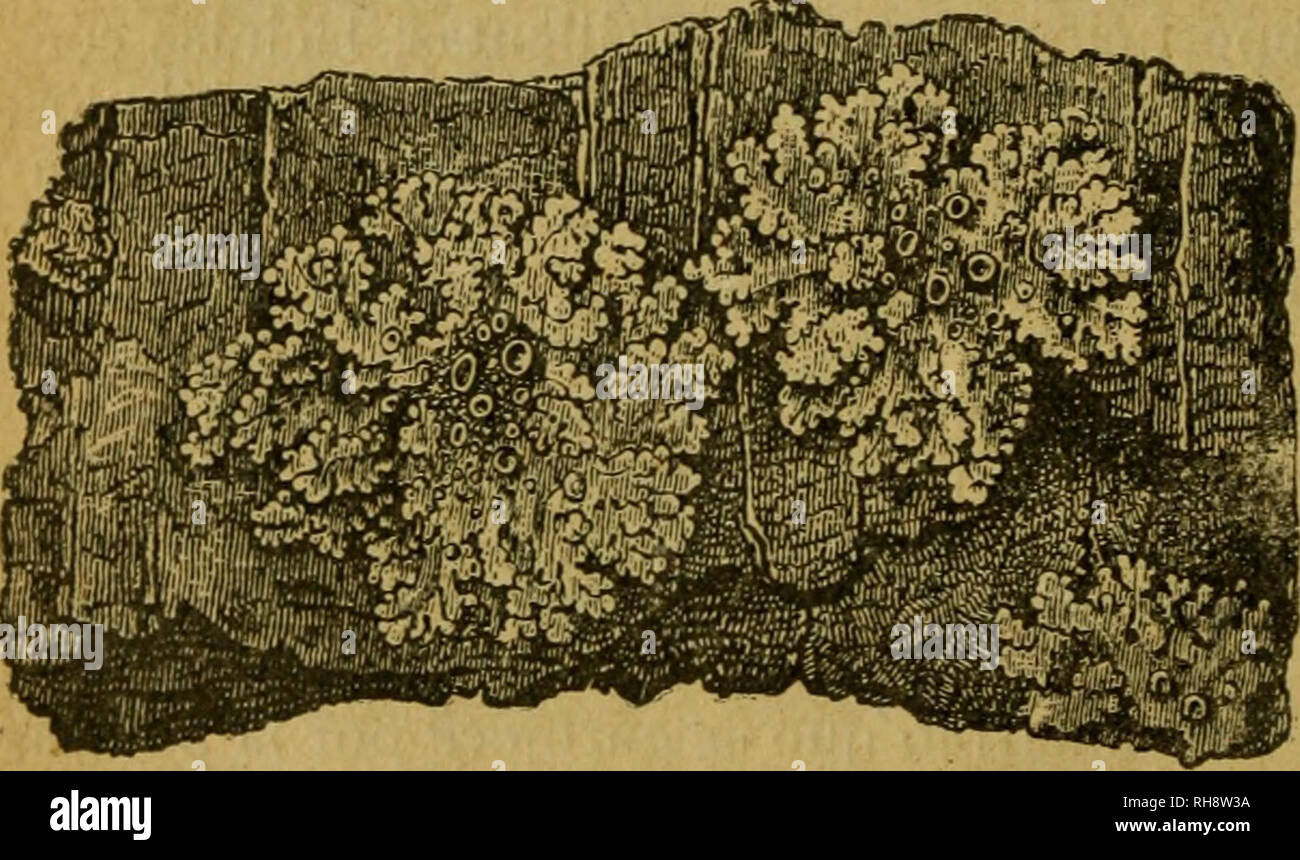 . Botánica descriptiva. Compendio de la flora española. Estudio de las plantas que viven espontáneamente en España y de las más frecuentemente cultivadas que tienen aplicaciones en medicina, agricultura, industria y horticultura. Plants. 452 LÍQÜENES 2.063. C. laciniosa Koerb—Talo orbicular, extendido, dividido en laci- nias multífidas muy estrechas, granuloso-pulverulentas en sus bordes, ama- rillo mate algo verdoso, blanquecino por el envés; apotecios cóncavos ai principio y después planos, de igual color y glauco-pruinosos, y después leonado-rojizos, con borde elevado y entero, luego casi d Stock Photo