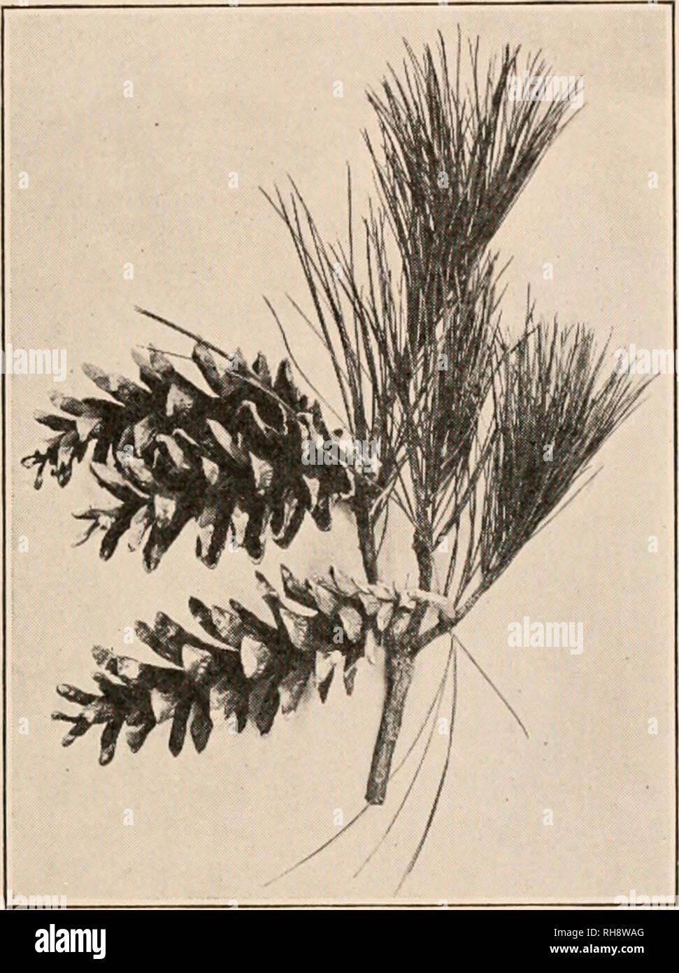 . Botany; principles and problems. Botany. THE SPERM A TOI'IIYTA 353 As its name implies, the reproductive structures in this order are typically produced in cones. The microsporangial (staminate or "male") cones (Fig. 223) are short-lived and somewhat delicate structures, and each cone-scale (stamen or microsporo- phyll) bears two (rarely more) microsporangia on its lower or dorsal surface, in which the microspores or pollen grains are. Fig. 224.—Ovulate or "female" cones of the pine. developed (Fig. 218). The pollen is in all cases transferred to the ovules by wind. Excep Stock Photo
