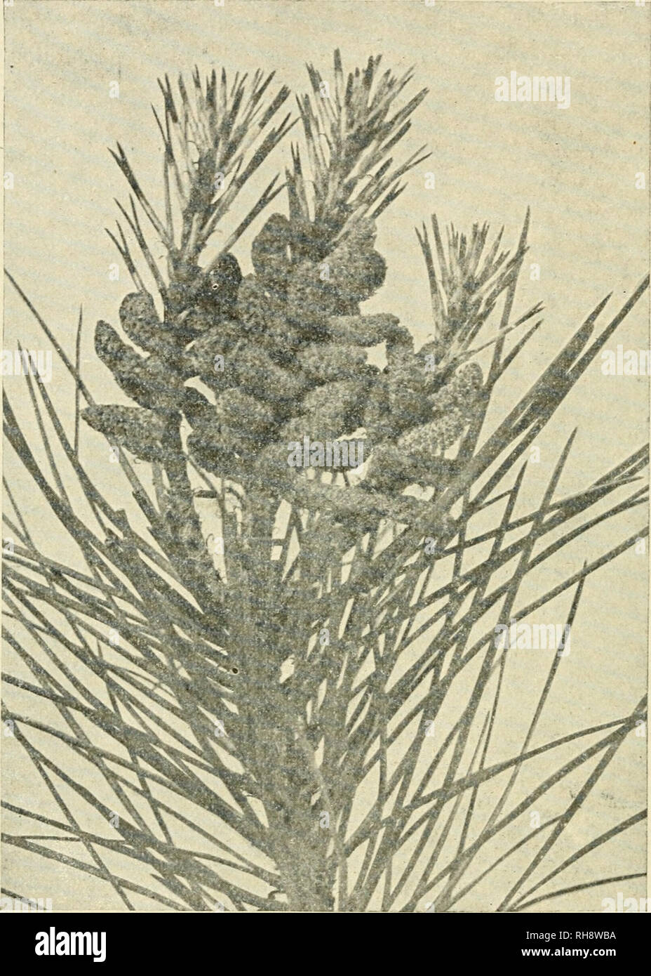 . Botany of the living plant. Botany. 3o8 BOTANY OF THE LIVING PLANT and in essential points it corresponds to that of Angiosperms. But in the Scots Pine it takes two years to produce, and the details of its production give important features for comparison.. I Fig. 250. Pimis Laricio, var. axistriaca. Shoot bearing male flowers in place of foliage- spurs. (.A.fter Groom.) Both the flowers are axillar}' in th-eir origin. The male flowers are produced in large numbers, replacing the weak foliage spurs (Fig. 250). The female take the place of the stronger branches of unlimited growth, and are pr Stock Photo