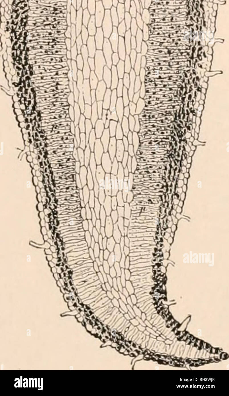 . Botany; principles and problems. Botany. THE PTEJilDOPIIYTA 337 an • .^^ i. Fig. 210.—Gametophyte of Lycopodium, showing the stout, subterranean, tuber-like portion and the upper region in which antheridia (an) and archegonia {ar) are produced. (From Strasburger, after Bruchmann).. Please note that these images are extracted from scanned page images that may have been digitally enhanced for readability - coloration and appearance of these illustrations may not perfectly resemble the original work.. Sinnott, Edmund Ware, 1888-. New York, McGraw-Hill Stock Photo
