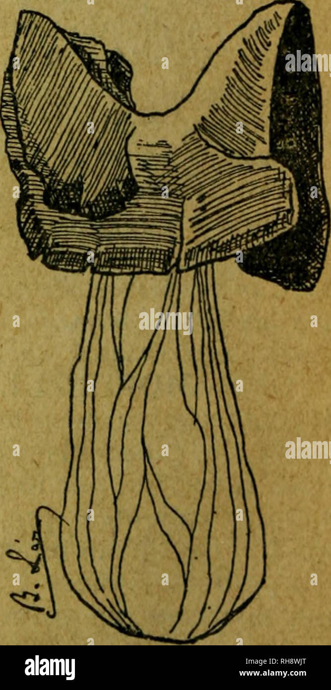 . Botánica descriptiva. Compendio de la flora española. Estudio de las plantas que viven espontáneamente en España y de las más frecuentemente cultivadas que tienen aplicaciones en medicina, agricultura, industria y horticultura. Plants. Fig. 130,—Morchella escuUiita. al:.rg^do, de 2-5&quot;; costillas longitudinales engrosadas, reunidas por arrugas transversales, con alvéolos profundos, estrechos y largos; pedicelo blanque- cino, frágil y velloso-harinoso. R. central. 1.517. M. esculenta P. (Fig. 130).—Hiraenóforo blanquecino, luego ocráceo-pálido o pardusco, re- dondeado, irregular, acampa-  Stock Photo