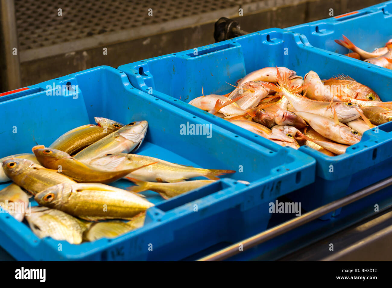 Blue plastic containers with catch of sea fish, ocean delicacies.  Industrial catch of fresh fish. Fish auction for wholesalers and  restaurants. Blanes Spain, Costa Brava. Summer fishing port Blanes Stock  Photo 