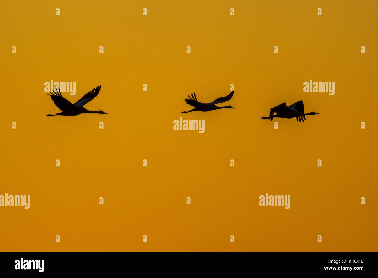 Cranes (Grus grus) in flight against orange sky of setting sun Stock Photo