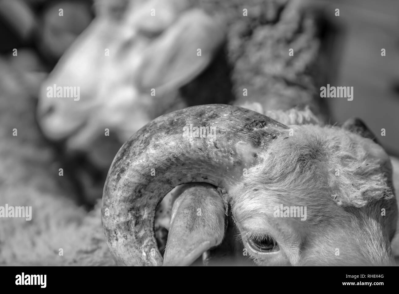 Selective focus of close-up portrait of two sheeps with horn in central Turkey, black and white. Stock Photo