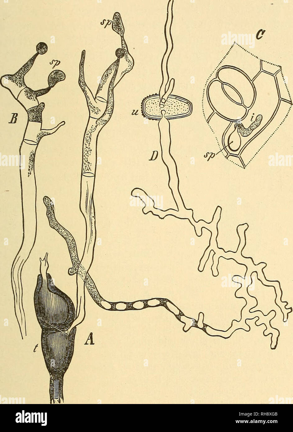 . Botany for high schools and colleges. Botany. UBEDINE^E. 313 walled bodies {teleutosi^ores,'^ or pseudo-spores), which are one, two, three, or many-celled (Fig. 216, ///., t). Like the uredospores, the teleutospores are produced beneath the. Fig. 217.—Pwccinia graminis. A, germinating teleutospore, t, witli promycelium forming the sporidia, sp. B, similar promycelium, witli sporidia. C, a sporidium, sp, germinating on a jjiece of the under side of a leaf of the Barberry, the mycelium, i, penetrating the epidermis. D, a germinating uredospore, u, fourteen hours after being placed on the leaf  Stock Photo